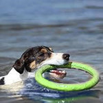 Load image into Gallery viewer, Dog Flying Discs Pet Training Ring Interactive Training Dog Toy Portable Outdoors Large Dog Toys Pet Products Motion Tools
