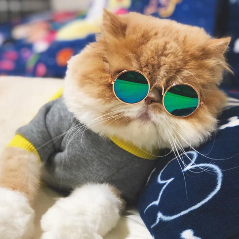 Pet Cat Glasses Dog Glasses Pet Products For Little Dog Cat Eye-wear Dog Sunglasses Photos Props Accessories Pet Supplies