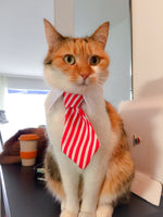 Load image into Gallery viewer, Cute Pet Ties, Dog Collar Cat Collar, Pet Bow Ties, Dog Tie, Smart Looking Pet Costume
