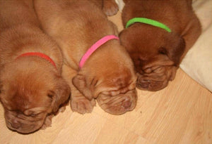 12 Colors ID Collars Pet